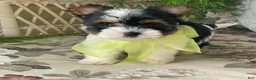 Biewer Terrier dogs for sale: Waldo - Ad 10