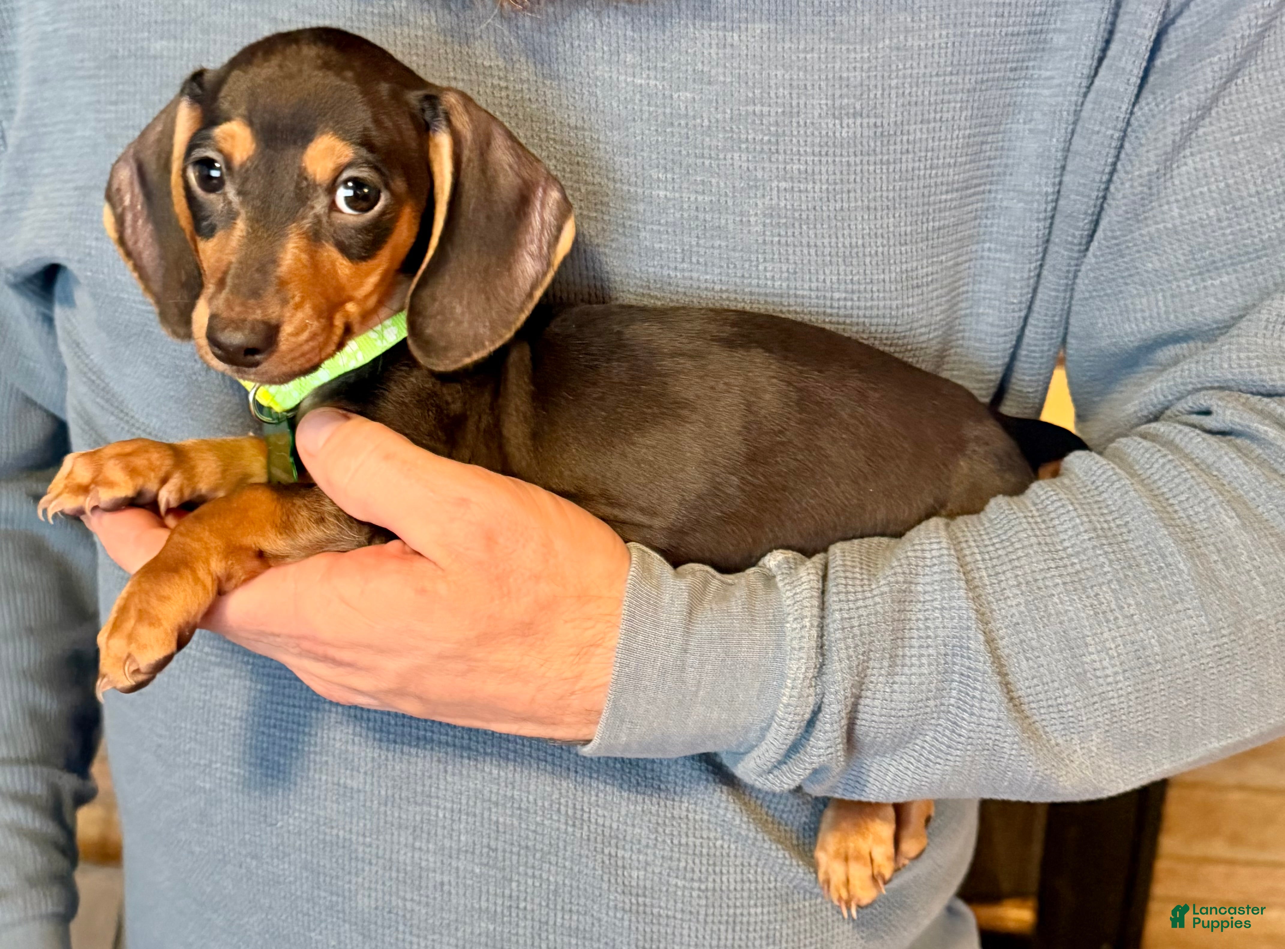 Miniature Dachshund dogs Miniature Dachshund Puppy 2 - Ad 2