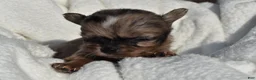 Chihuahua dogs for sale: isaac - Ad 2