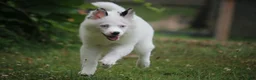 Pomsky dogs for sale: Prince - Ad 8