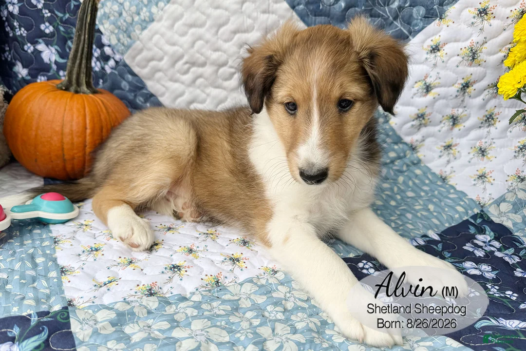 Shetland Sheepdog dogs for sale: Alvin - Ad 2