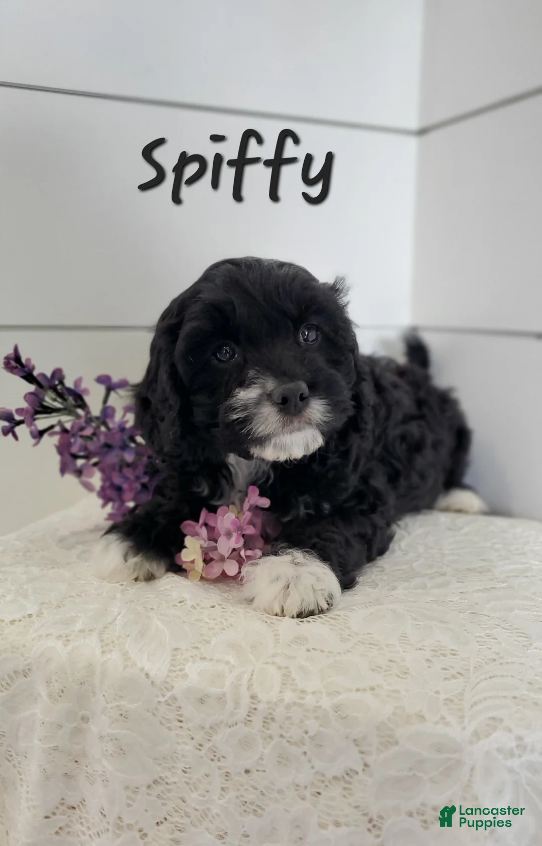 Cavapoo dogs for sale: Spiffy - Ad 2