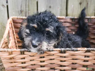 Mini Bernedoodle dogs Micro Bernedoodle Puppy 3 Bernie - Ad 25