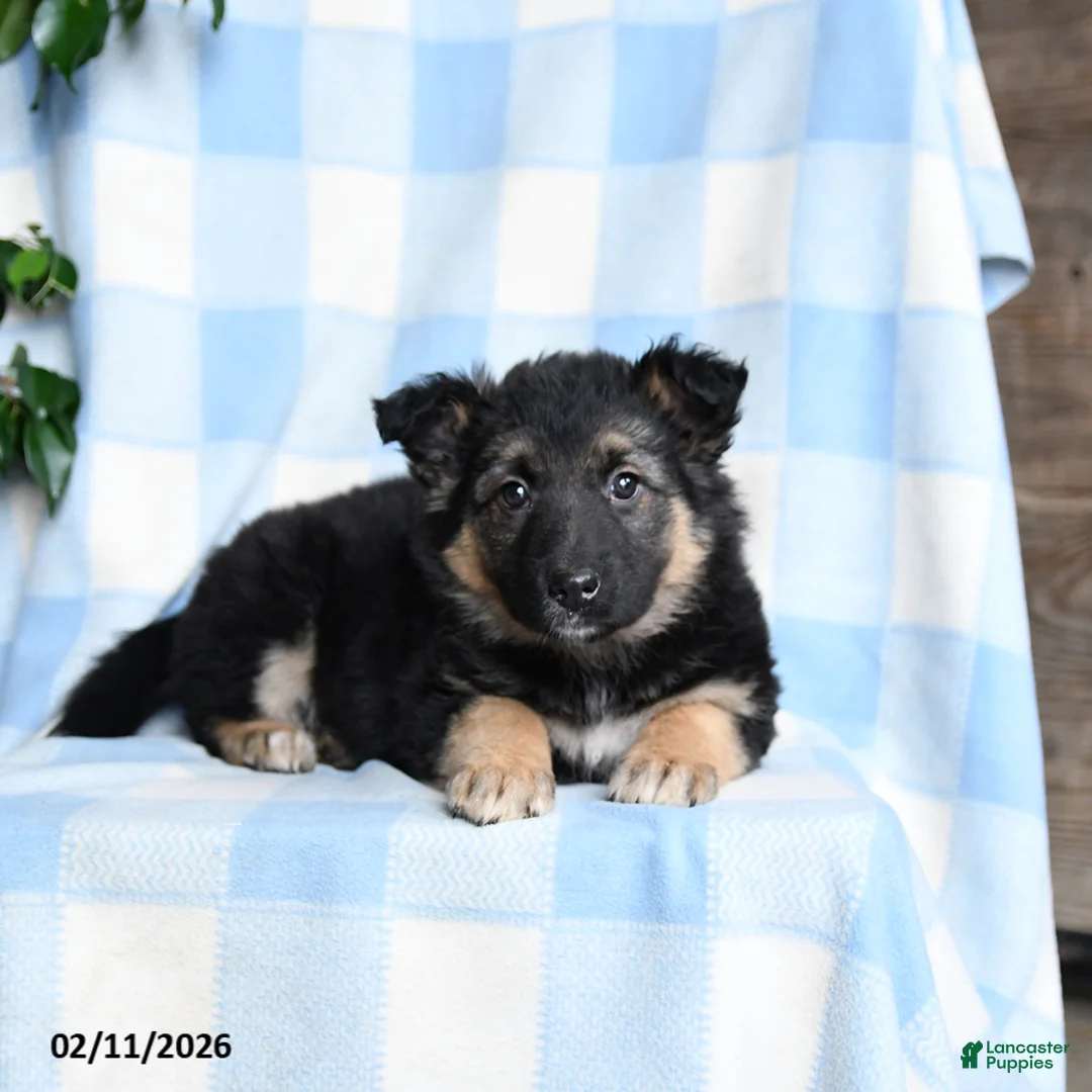 Mixed Breed dogs for sale: Bessie - Ad 3