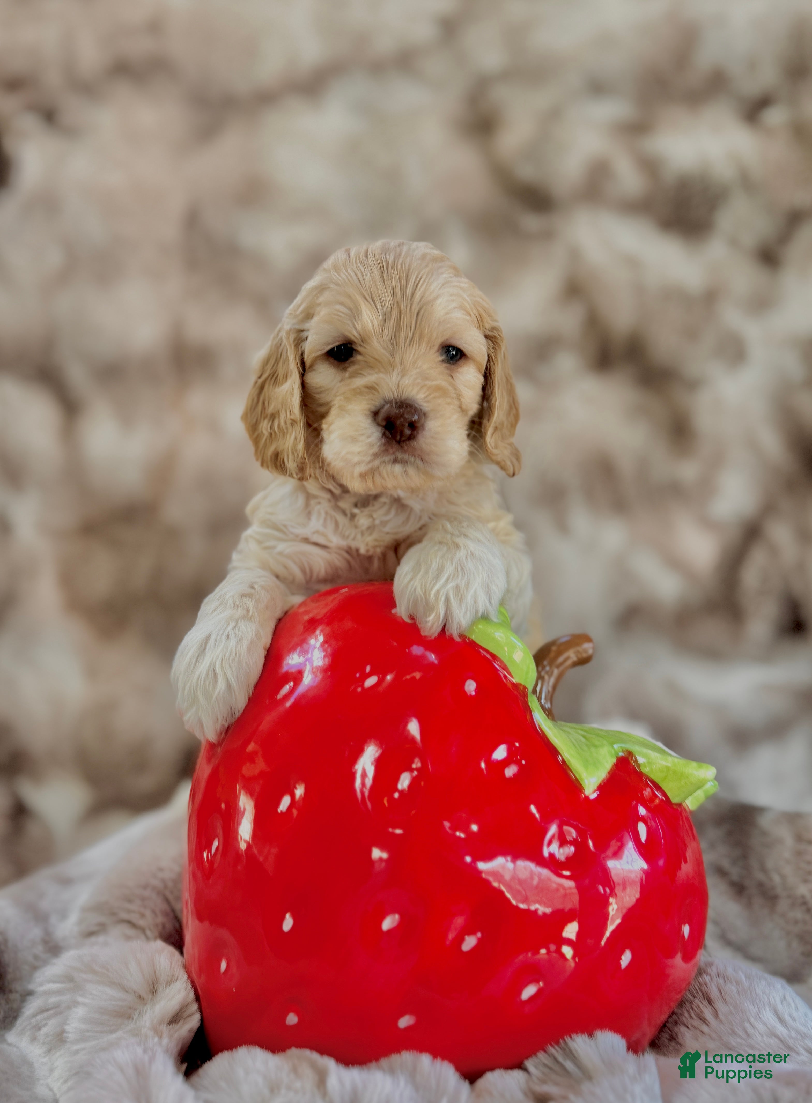 Cockapoo dogs Cockapoo Puppy 5 - Ad 2