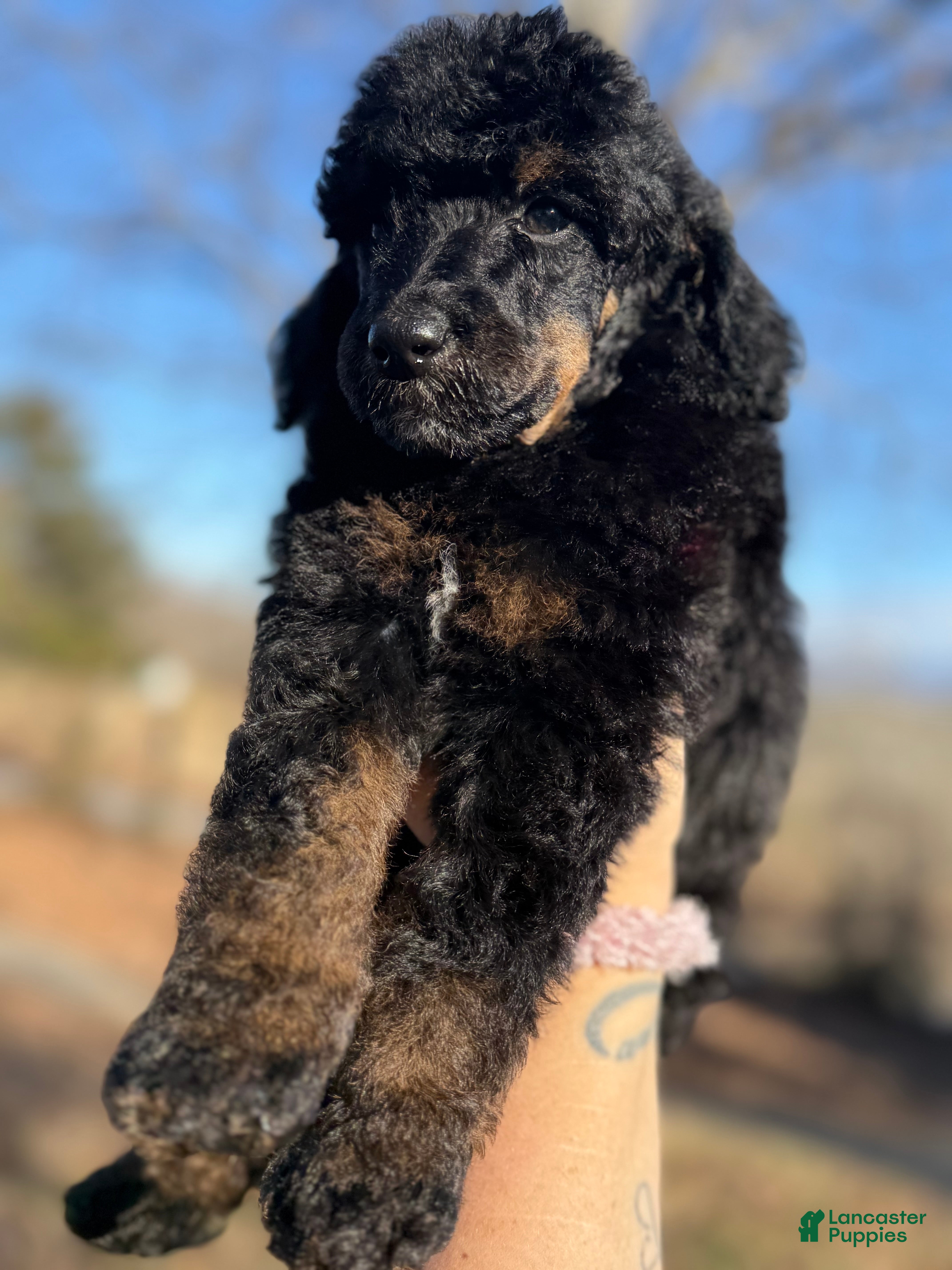 Standard Poodle dogs Elm - Ad 24