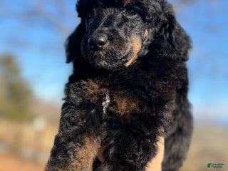 Standard Poodle dogs Elm - Ad 24