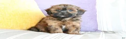 Shihpoo dogs for sale: Sally - Ad 3
