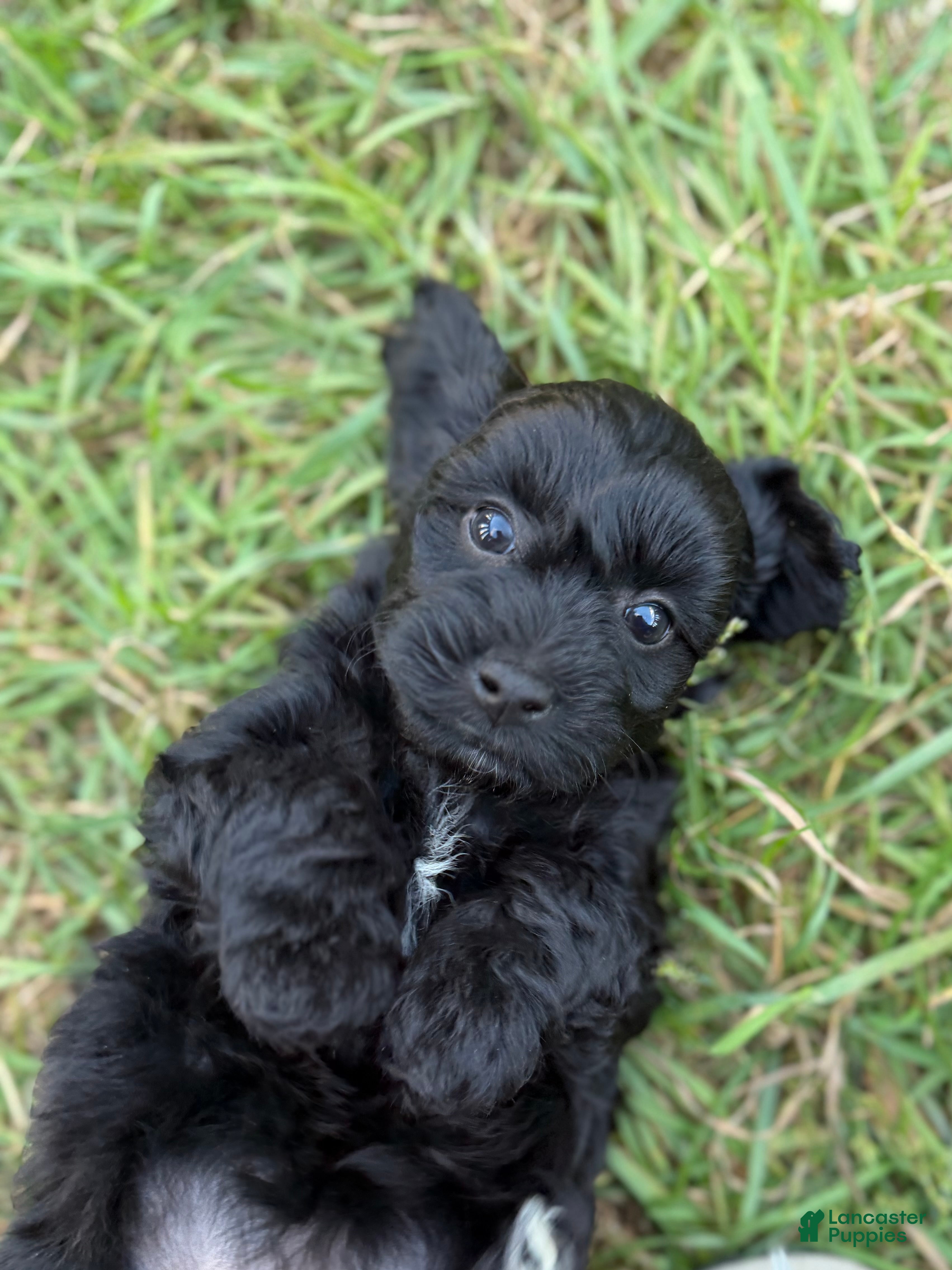 Mixed Breed dogs for sale: Tiana  - Ad 39