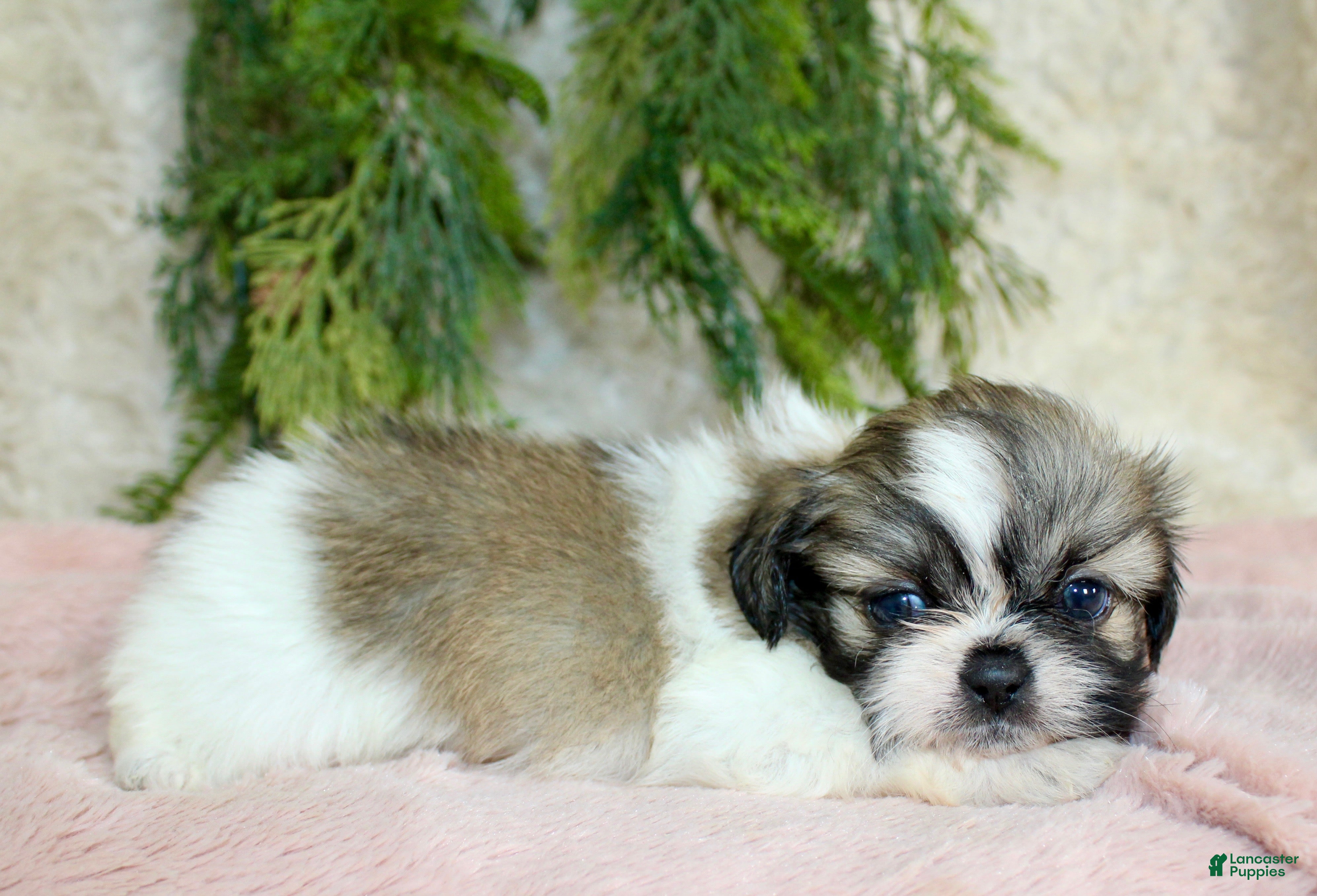 Shih Tzu dogs Shih Tzu Puppy 5 - Ad 2