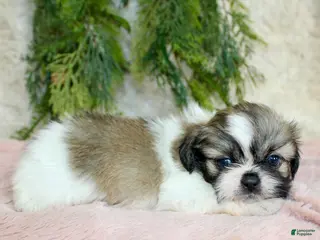 Shih Tzu dogs Shih Tzu Puppy 5 - Ad 2