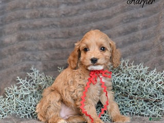 Cockapoo dogs Harper - Ad 10
