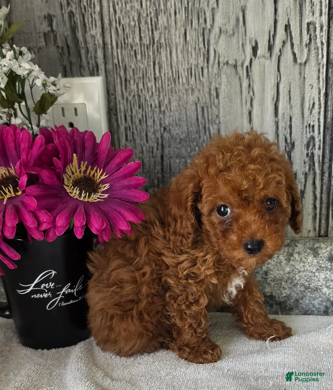 Toy Poodle dogs for sale: Pete - Ad 2