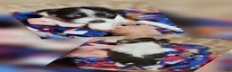 Miniature Schnauzer dogs for sale: Miniature Schnauzer 3 - Ad 1