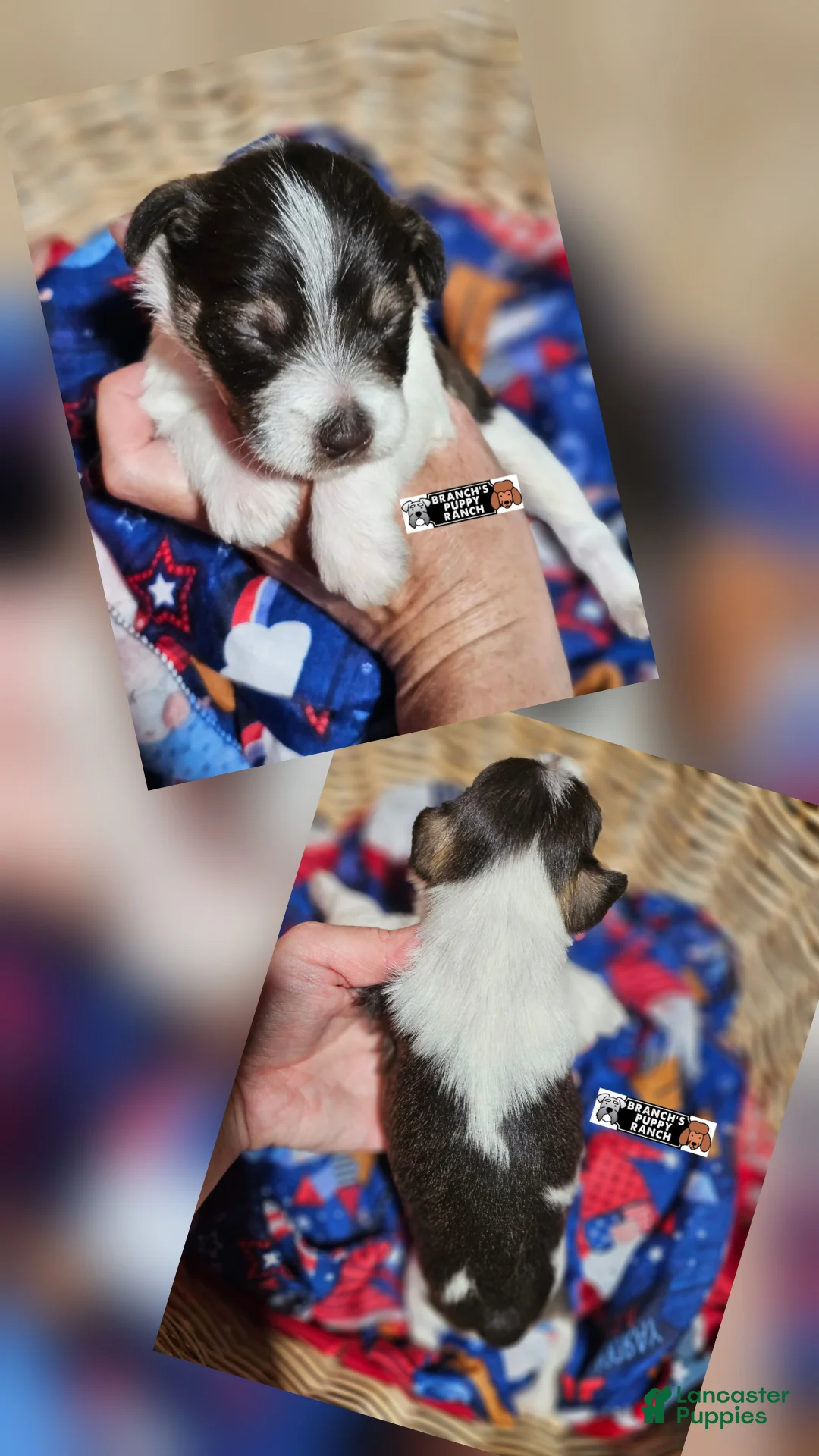 Miniature Schnauzer dogs for sale: Miniature Schnauzer 3 - Ad 1