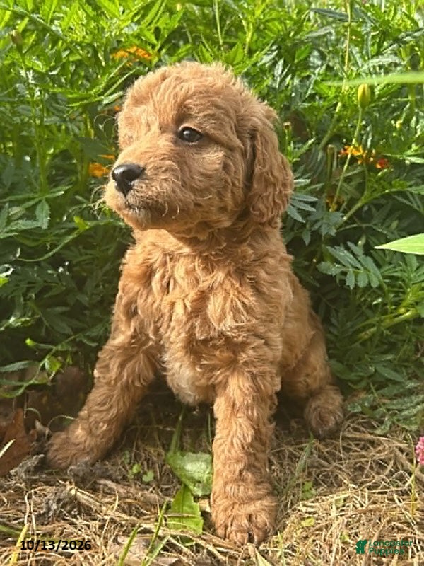 Cockapoo dogs Bean - Ad 2