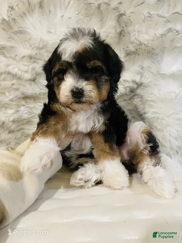 Mini Bernedoodle dogs PEPPERMINT - Ad 26