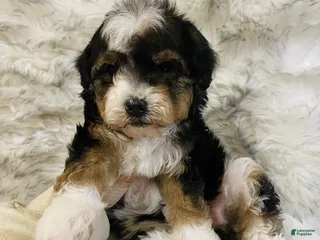 Mini Bernedoodle dogs PEPPERMINT - Ad 16
