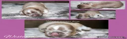 Shih Tzu dogs for sale: Wisteria  - Ad 1