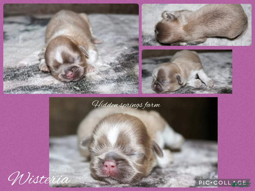 Shih Tzu dogs for sale: Wisteria  - Ad 1