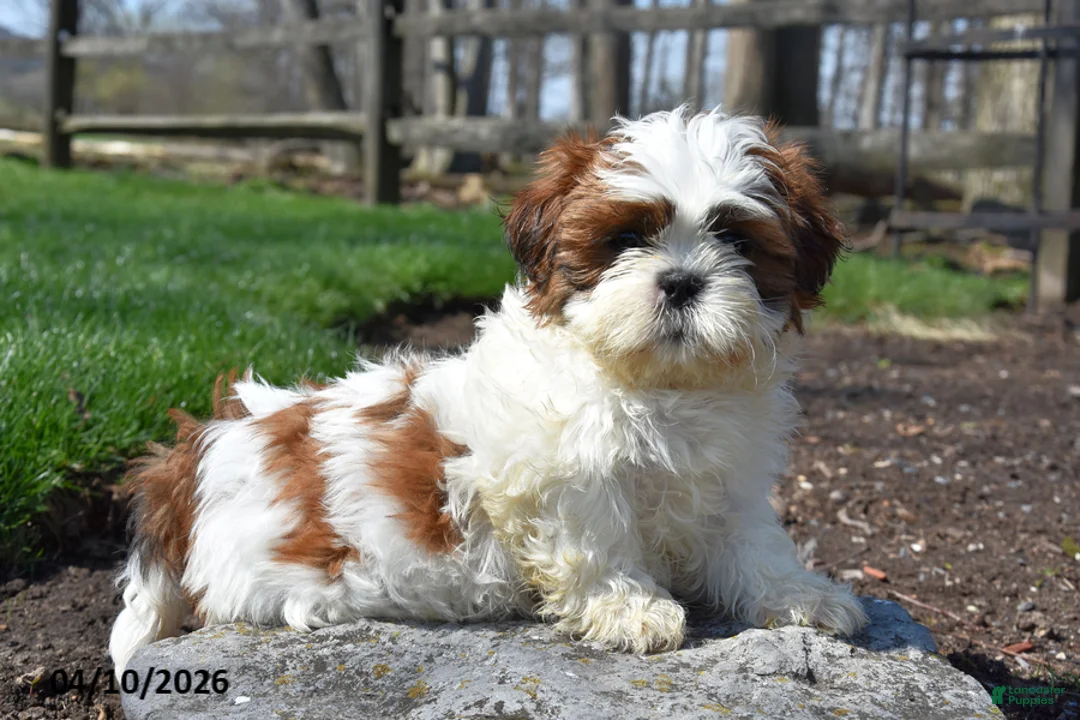Shih Tzu dogs for sale: Butterfingers - Ad 1