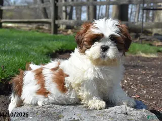 Shih Tzu dogs for sale: Butterfingers - Ad 1