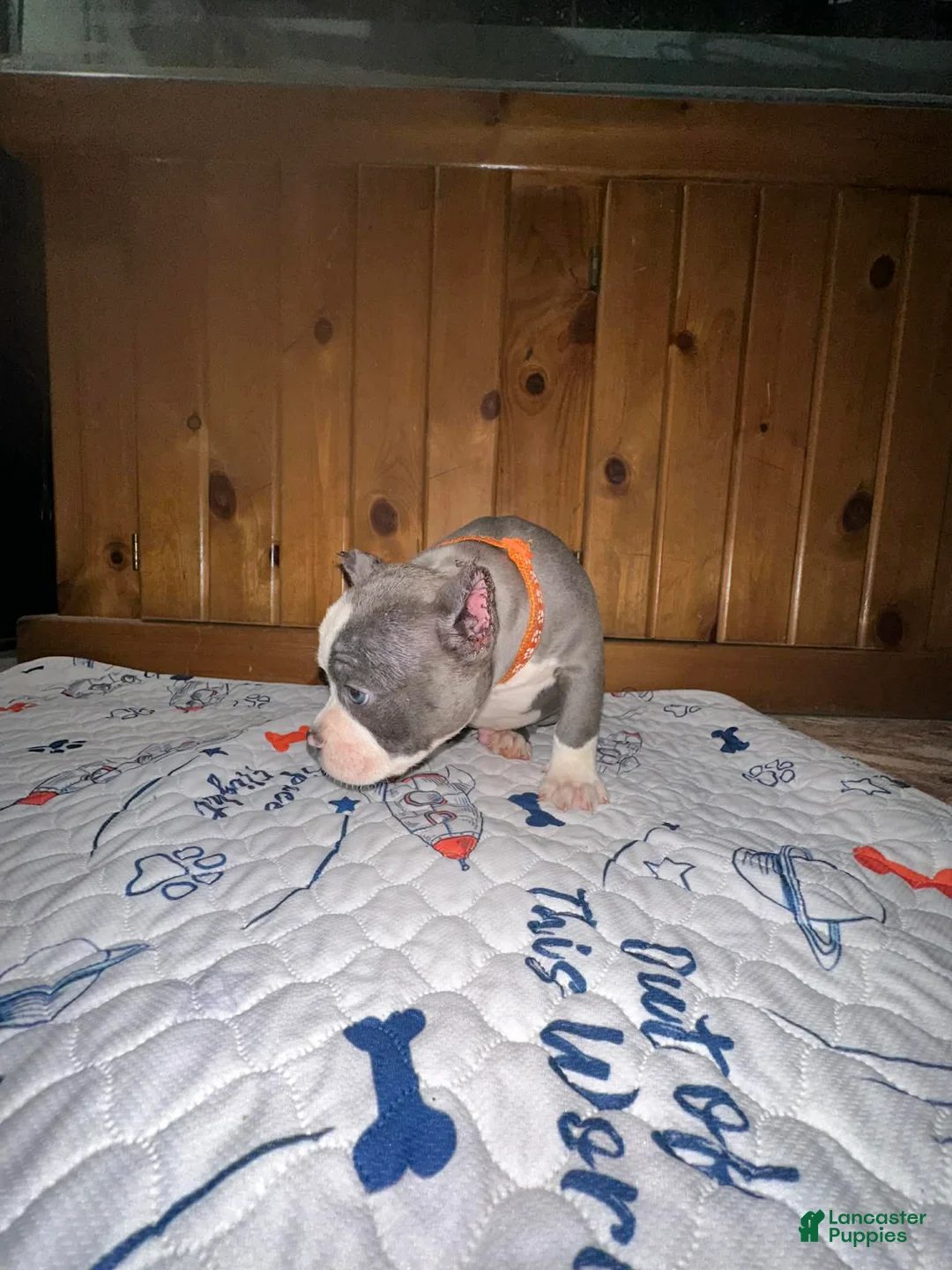 American Bully dogs for sale: American Bully Puppy 2 - Ad 1