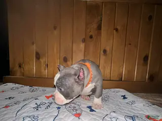 American Bully dogs American Bully Puppy 2 - Ad 17