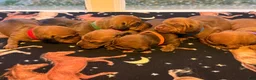 Dachshund dogs for sale: Teddy - Ad 6