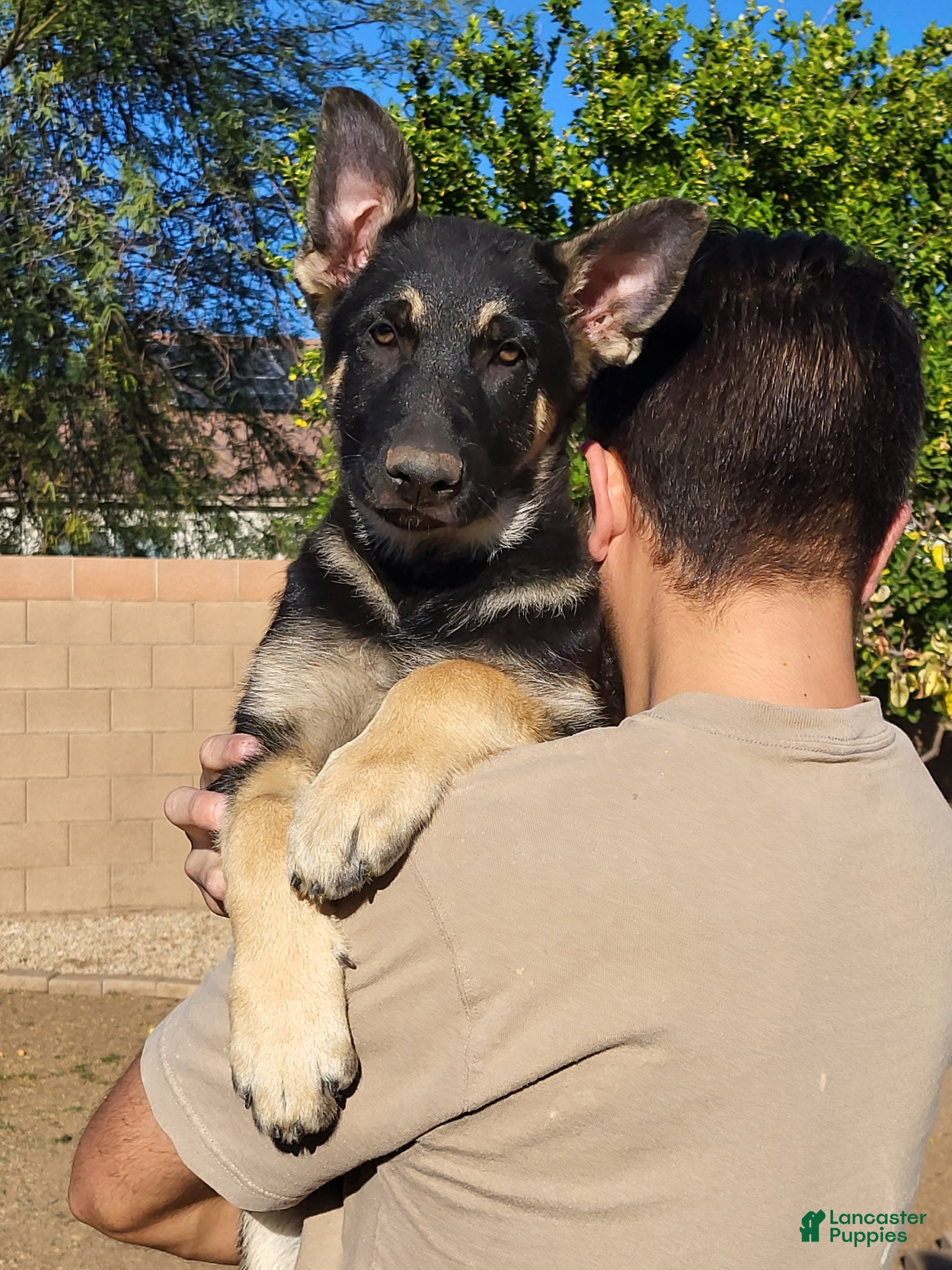 German Shepherd dogs German Shepherd Puppy 1 - Ad 9