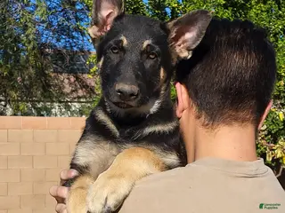 German Shepherd dogs German Shepherd Puppy 1 - Ad 9