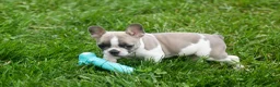 French Bulldog dogs for sale: Ava Belle (Lilac Fawn & White) - Ad 8