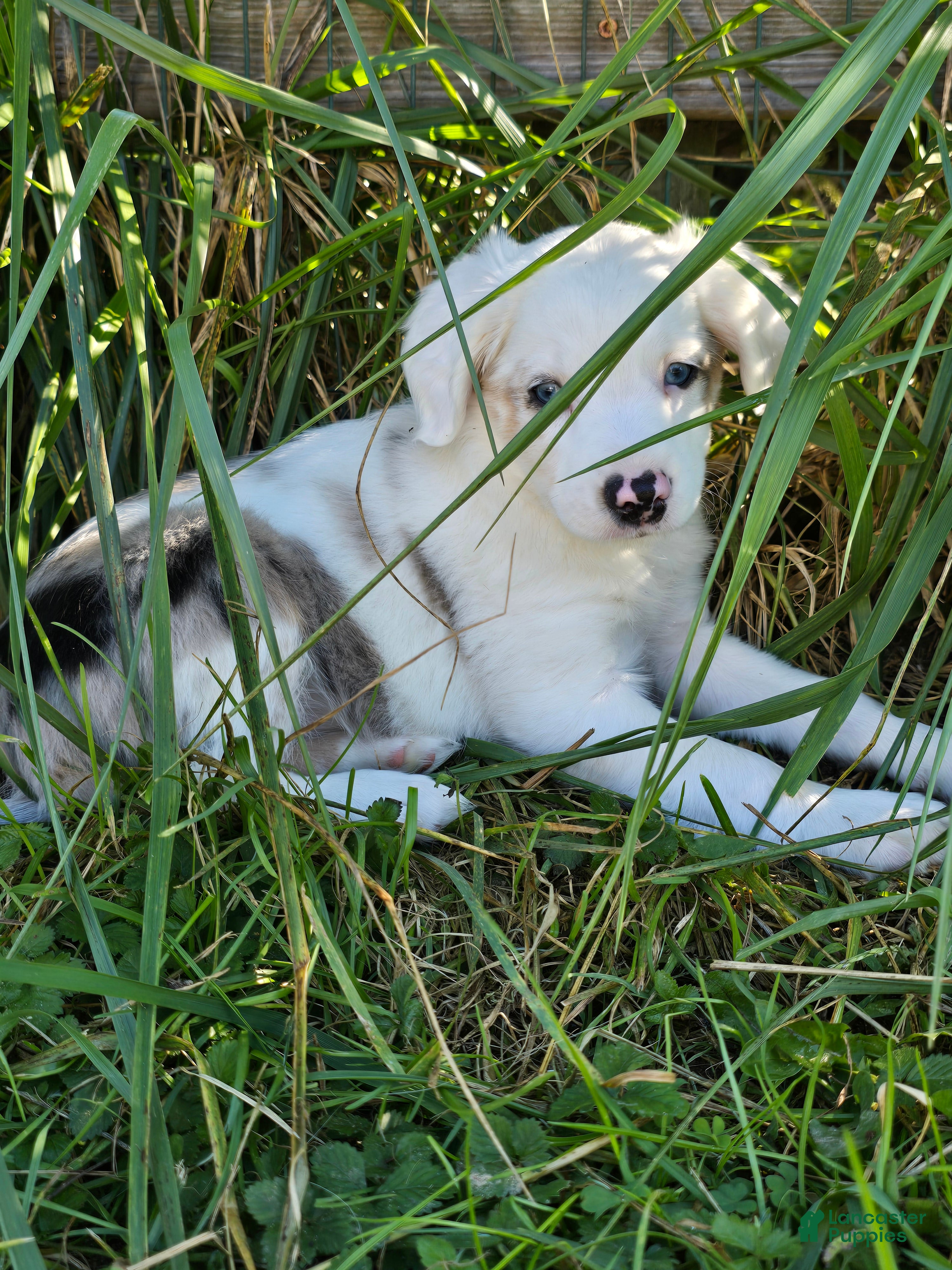 Miniature Australian Shepherd dogs for sale: DEAF....Miniature Australian Shepherd 5 - Ad 2