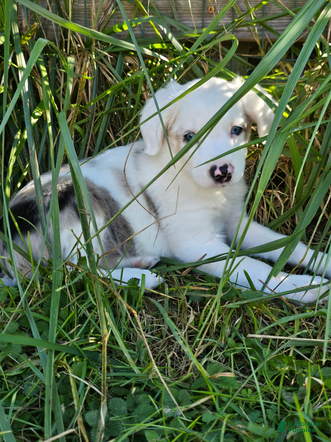 Miniature Australian Shepherd dogs for sale: DEAF....Miniature Australian Shepherd 5 - Ad 2
