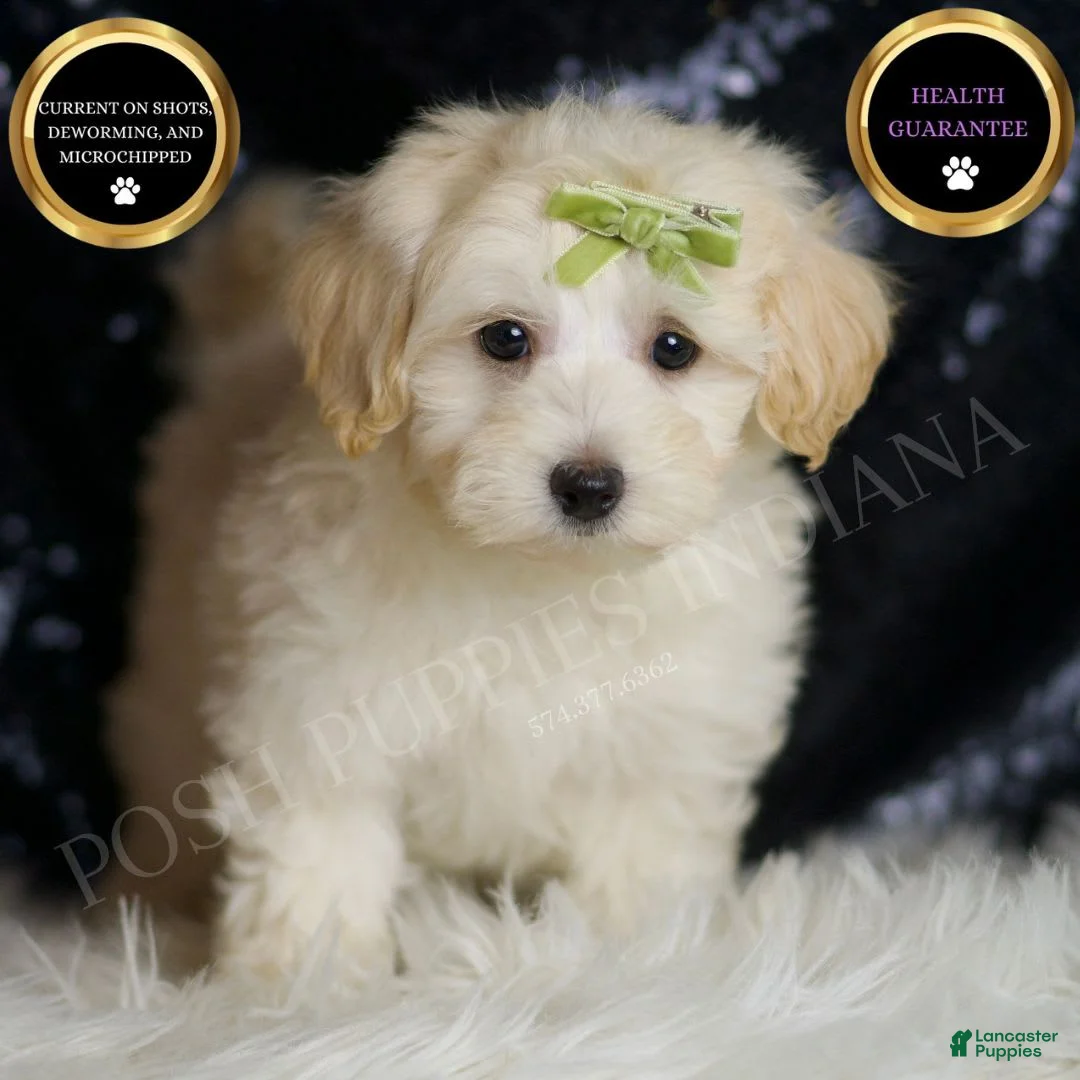 Maltipoo dogs for sale: Tundra - Ad 1