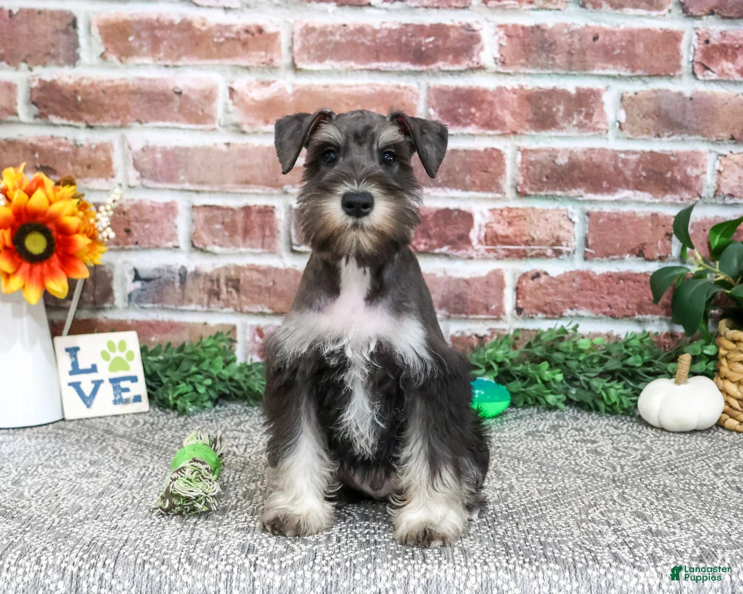 Miniature Schnauzer dogs for sale: Dawson - Ad 1