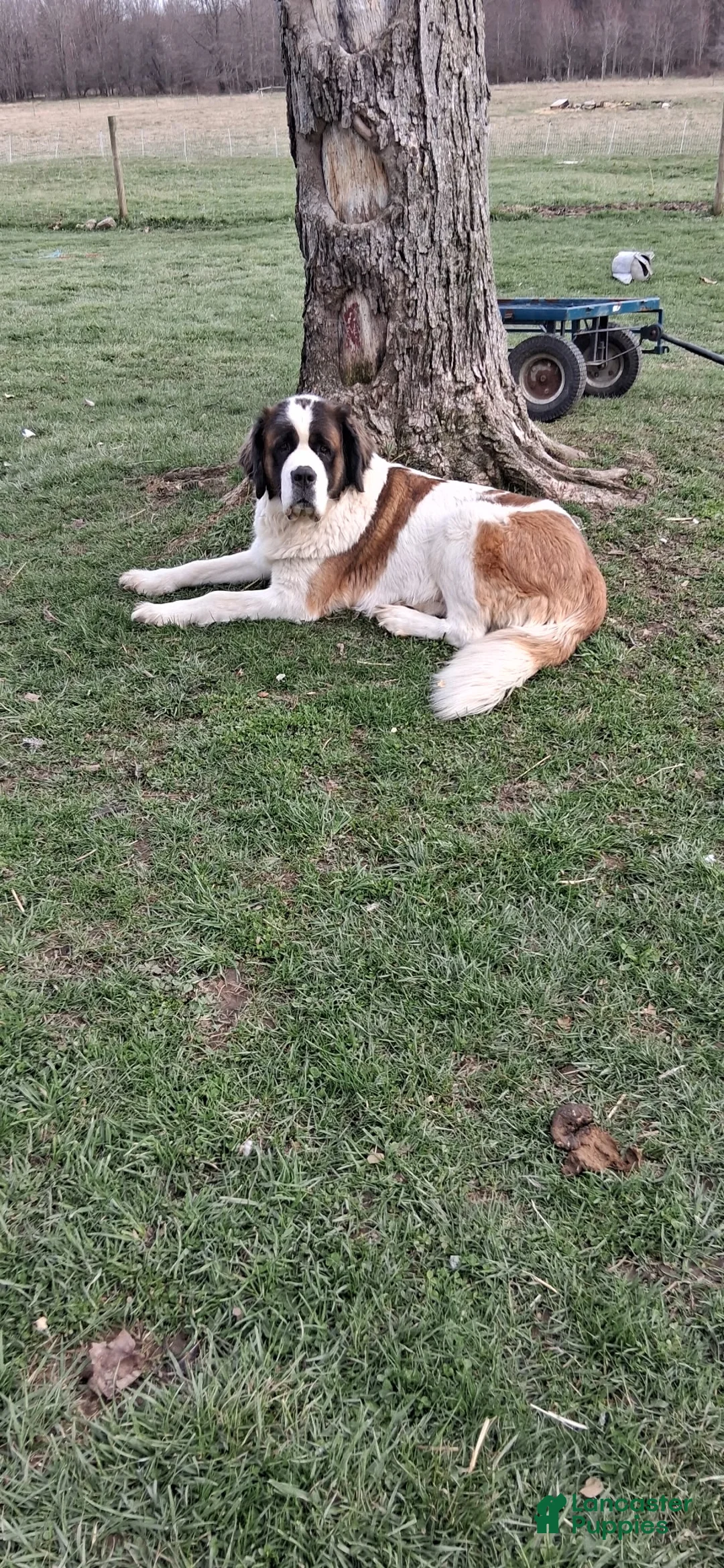 Saint Bernard dogs for sale: Queen Catherine  - Ad 2