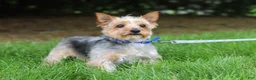 Morkie dogs for sale: Jana - Ad 11