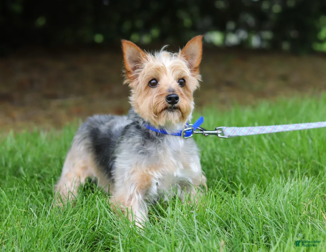 Morkie dogs for sale: Jana - Ad 11