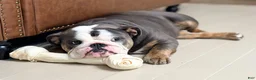 English Bulldog dogs for sale: Tilly - Ad 8