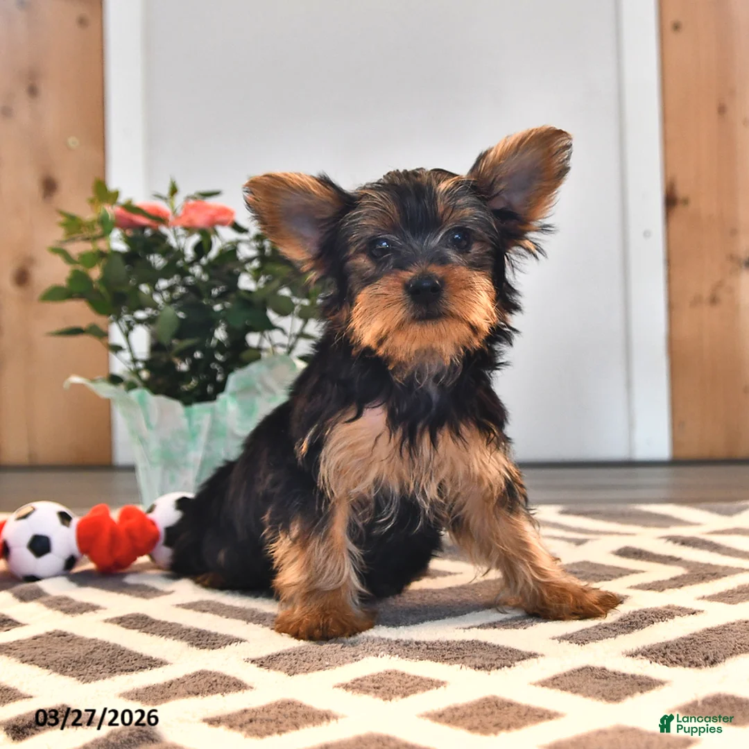 Yorkshire Terrier dogs for sale: Gary - Ad 2