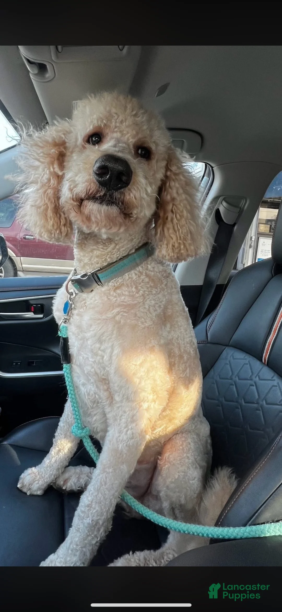 Mixed Breed dogs for sale: Mr. Tuxedo - Ad 4