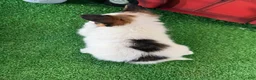 Papillon dogs for sale: Ricky 🐠 - Ad 3