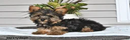 Yorkshire Terrier dogs for sale: Simon - Ad 4