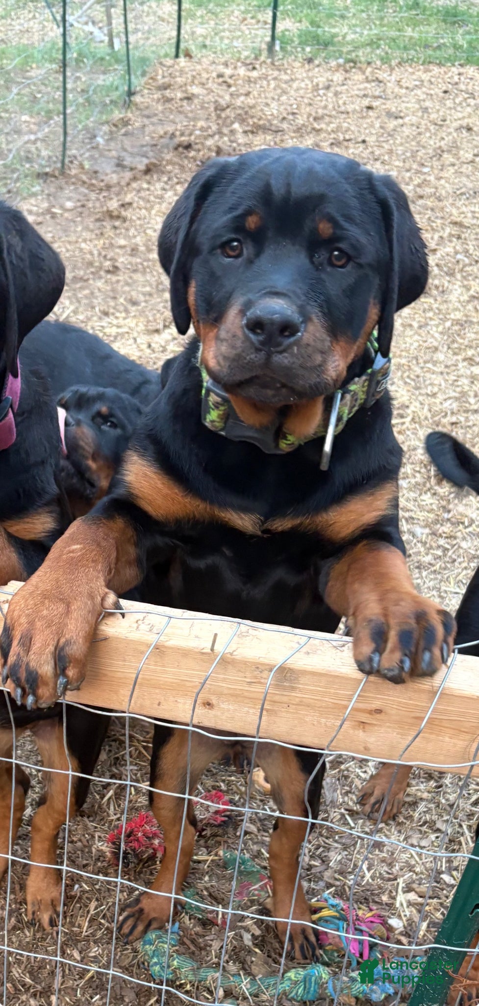 Rottweiler dogs  *** Fully Trained Xoe - Ad 1