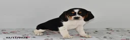 Beagle dogs for sale: Banjo - Ad 1