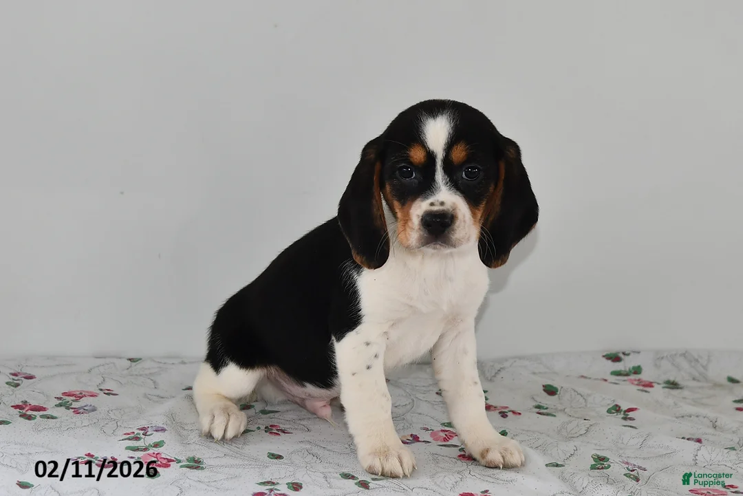 Beagle dogs for sale: Banjo - Ad 1