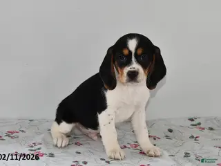 Beagle dogs Banjo - Ad 37