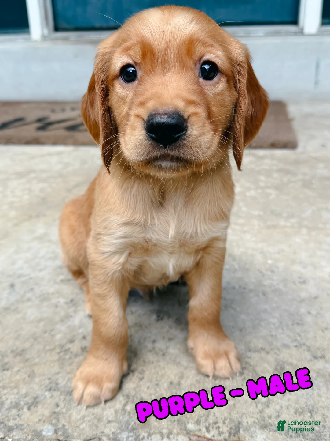 Golden Retriever dogs for sale: Purple Male - Ad 1