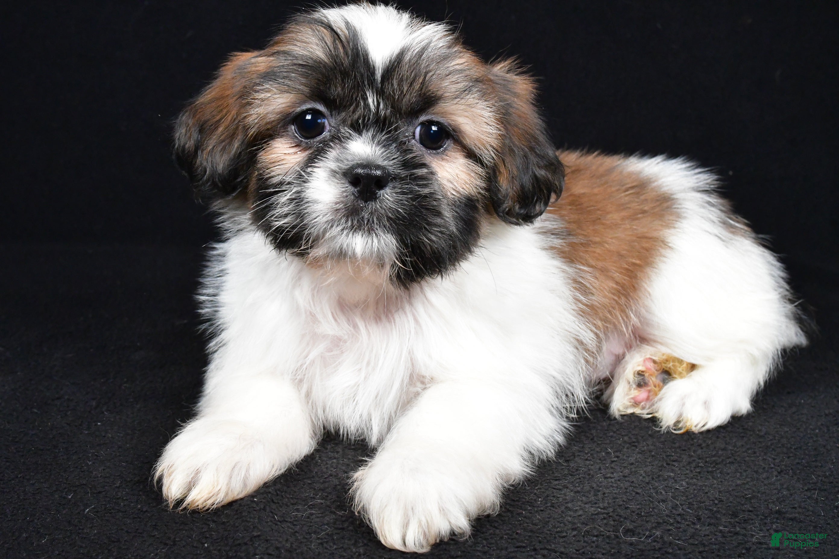 Shih Tzu dogs Bailey - Ad 2